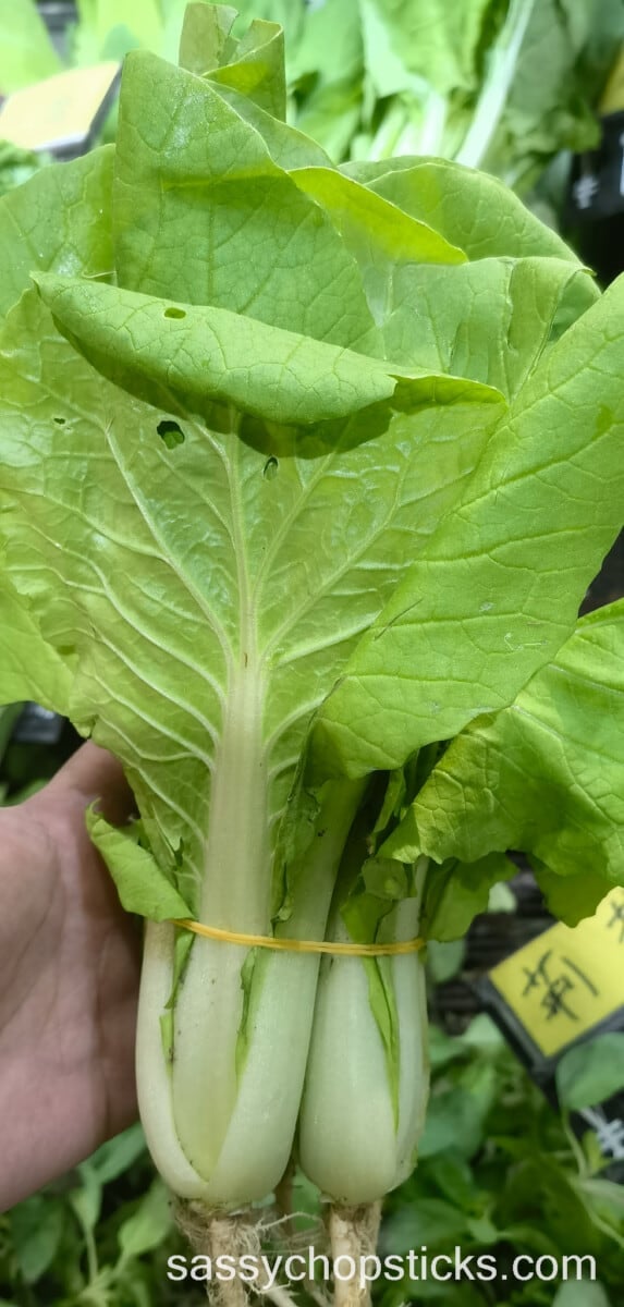 bok choy