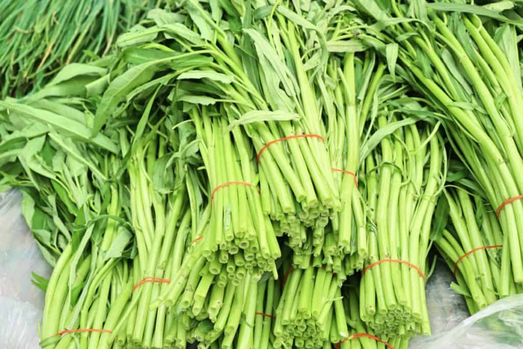 Chinese Water Spinach