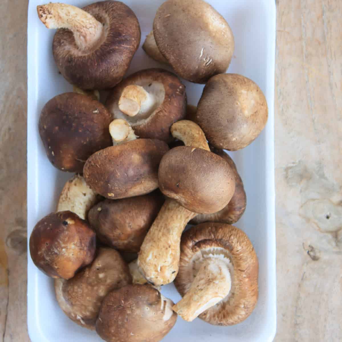 shiitake mushrooms 3