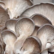how to store oyster mushrooms 1