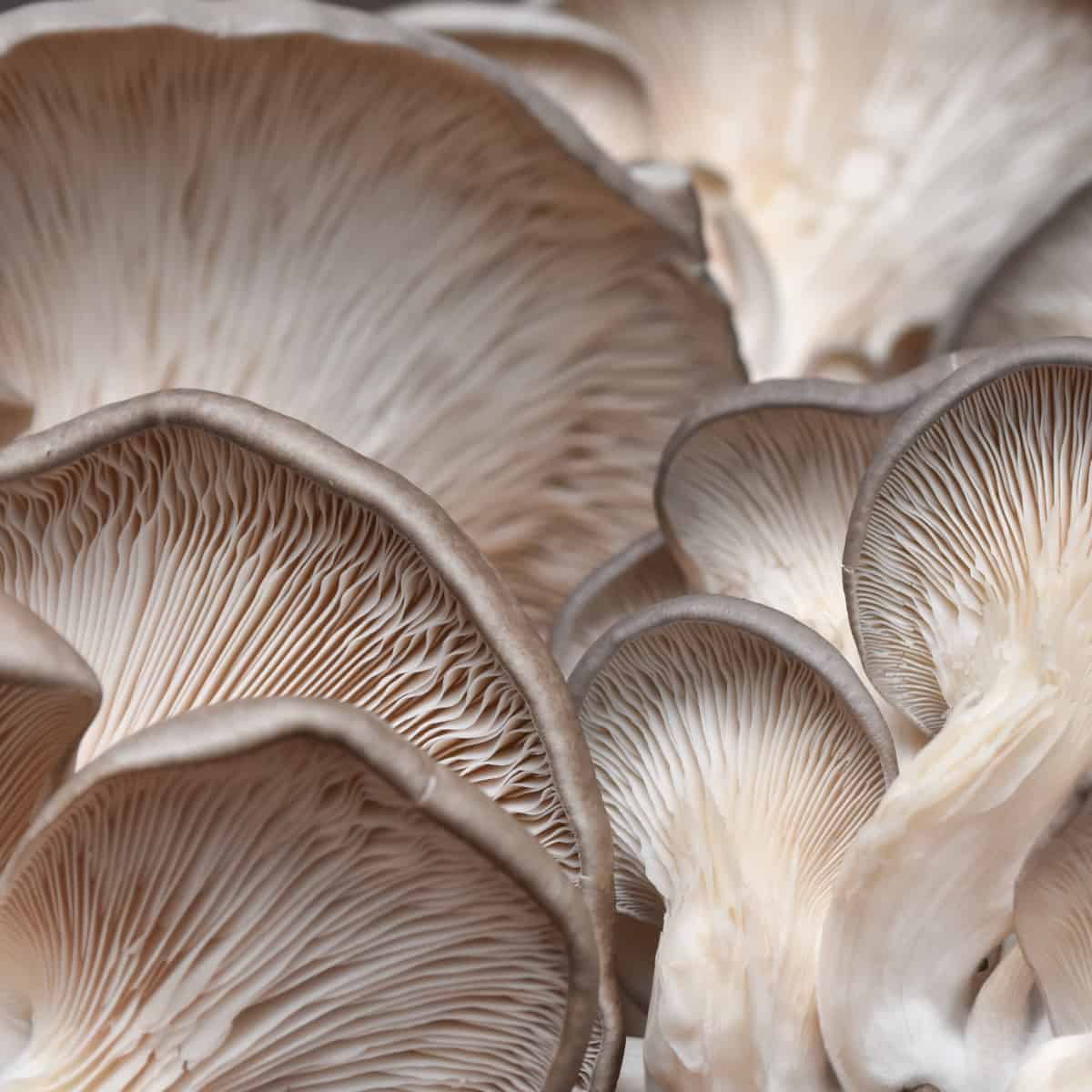 how to store oyster mushrooms 2
