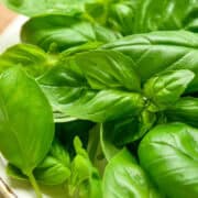 fresh basil