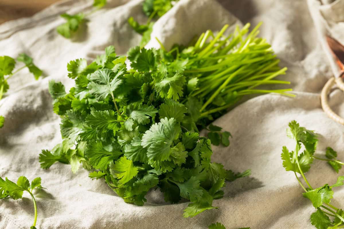 Fresh green cilantro leaves arranged on a textured linen cloth.