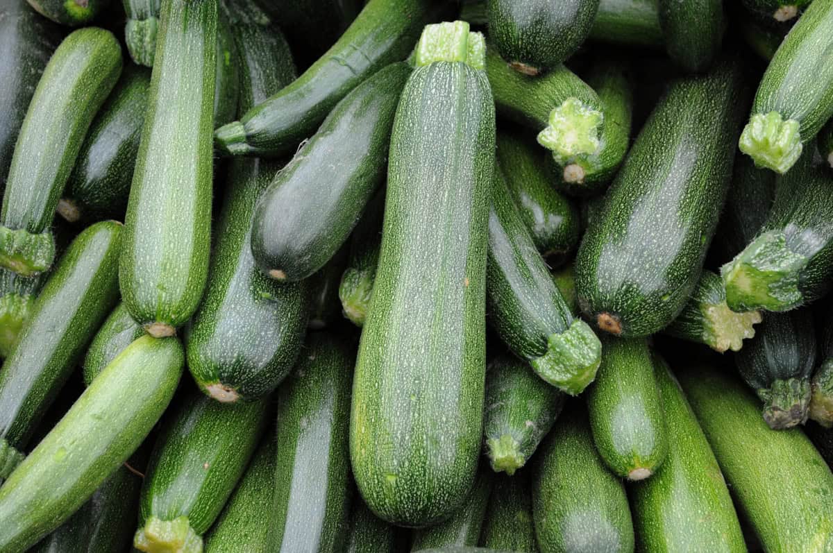 Pile of fresh green zucchinis, ideal for cooking, roasting, or freezing for long-term storage.