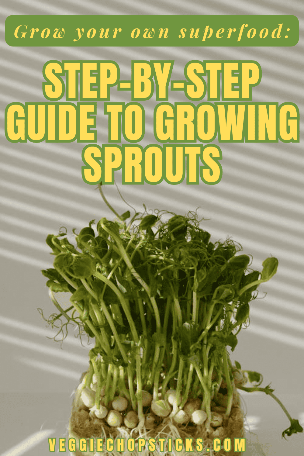 Fresh green sprouts growing under sunlight.