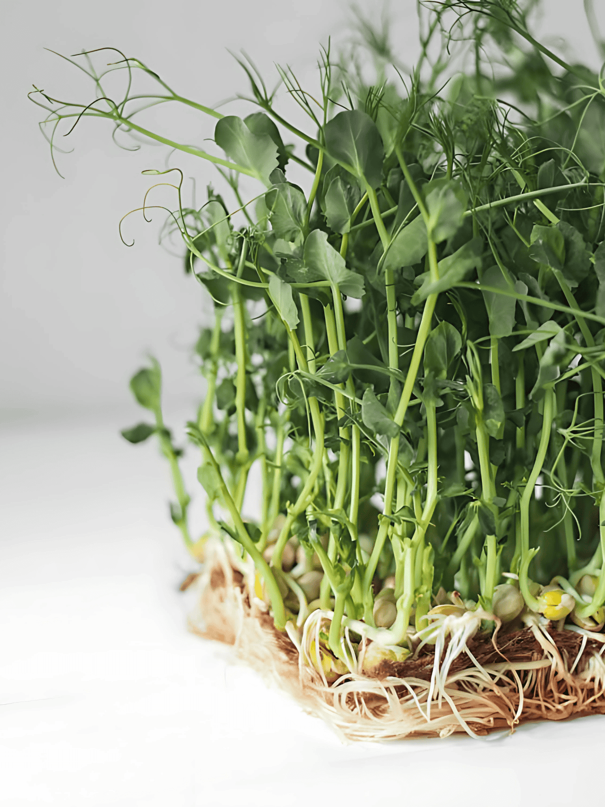 Fresh green sprouts growing under sunlight.