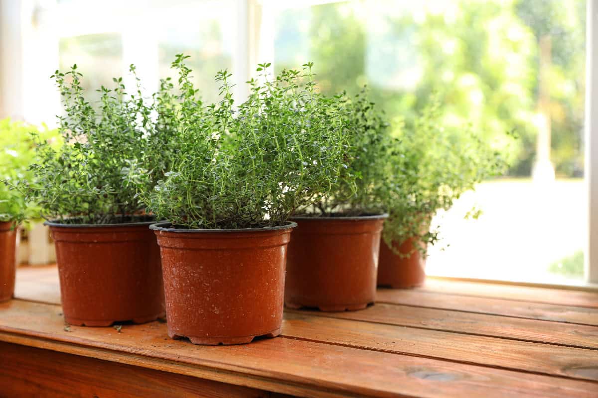 Small potted herb plants growing indoors on a wooden table near a bright window.
