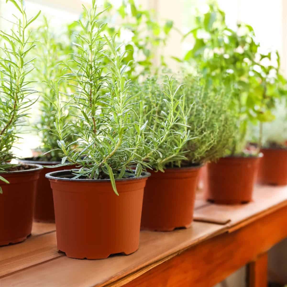 Potted indoor herbs growing in small brown containers lined up on a wooden table near a sunny window.