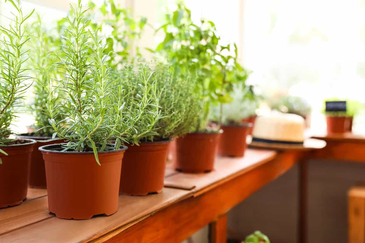 Several potted rosemary and other herbs lined up on a wooden table in natural sunlight.