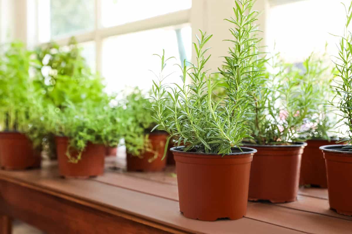 Rosemary plants in brown plastic pots sitting on a sunny indoor windowsill.