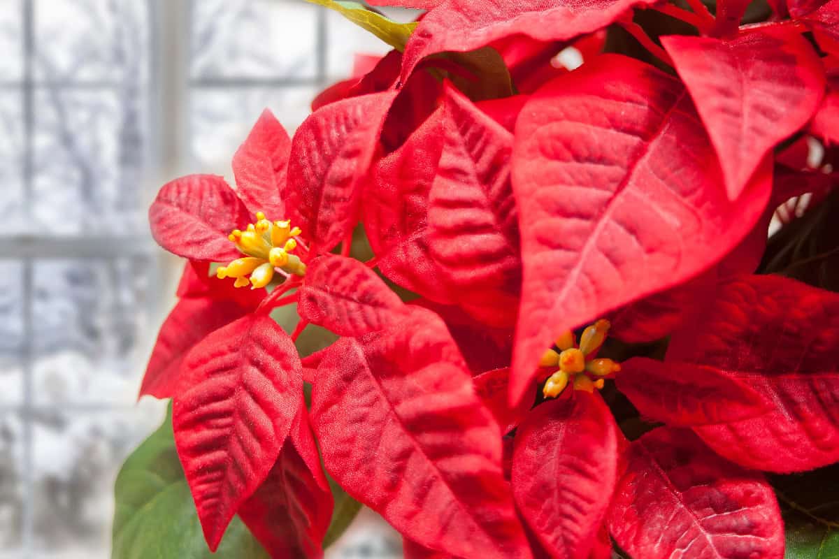Bright red poinsettia plant with textured leaves and yellow flower centers by a window.