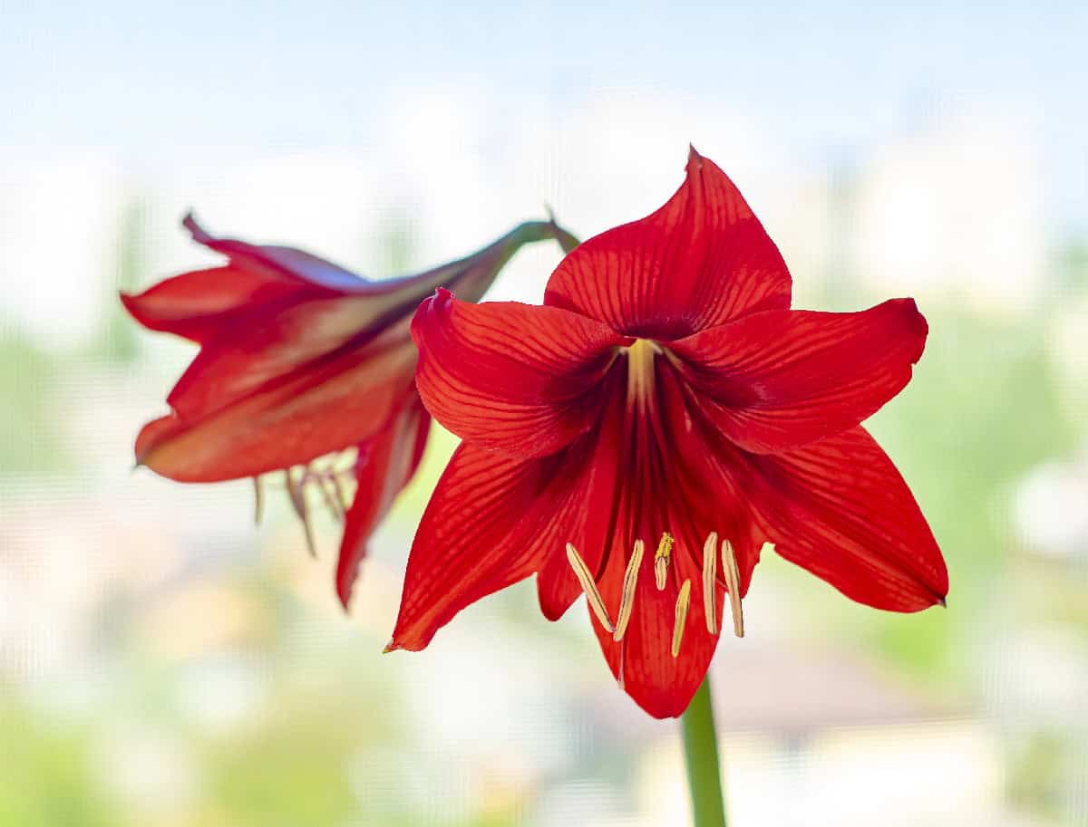 Vibrant red amaryllis blooms displayed in front of a sunny window.