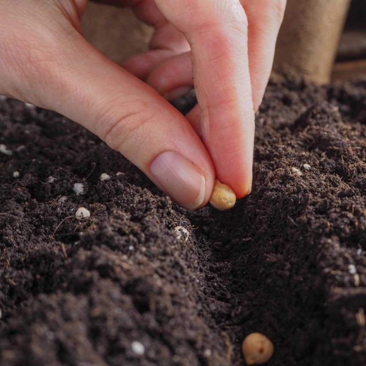 Close-up of a hand planting an organic seed into rich garden soil for natural gardening.