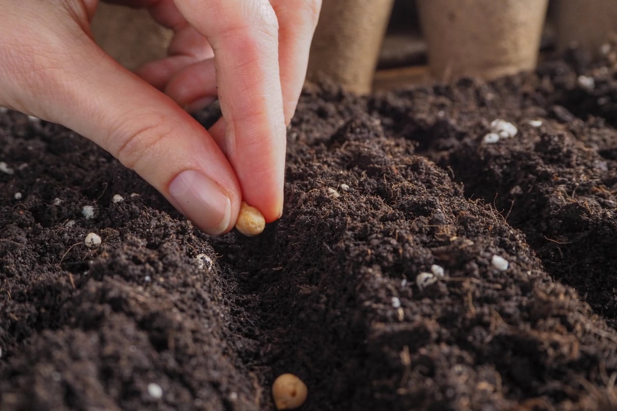 Close-up of a hand planting an organic seed into garden soil for natural gardening.