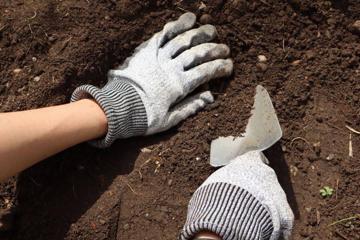 Gloved hands dig into soil with a small garden trowel.