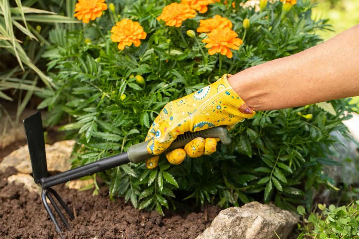 A gloved hand uses a small garden cultivator to loosen soil beside orange marigold flowers.