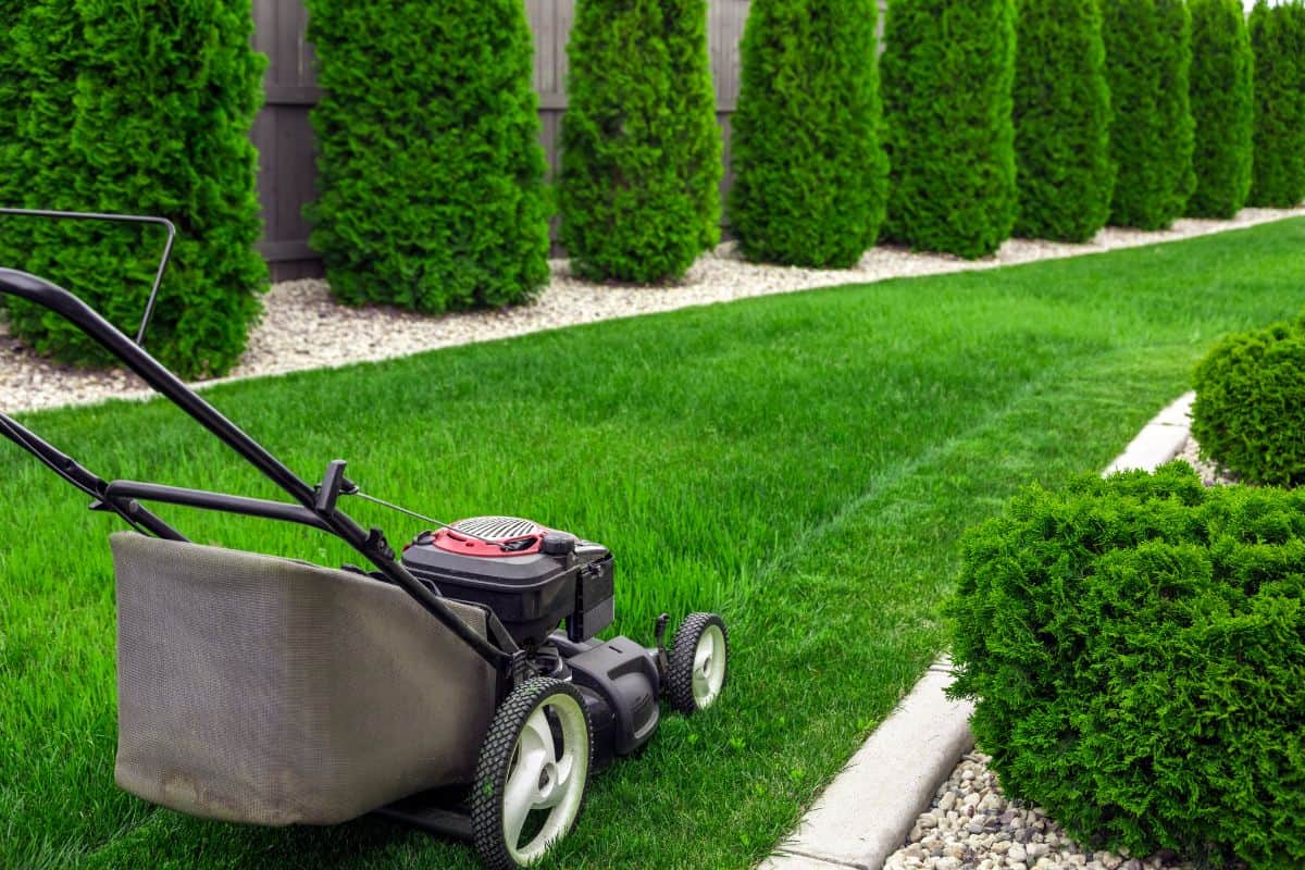 A push lawn mower sits on a freshly cut green lawn beside neatly trimmed hedges and a fence.