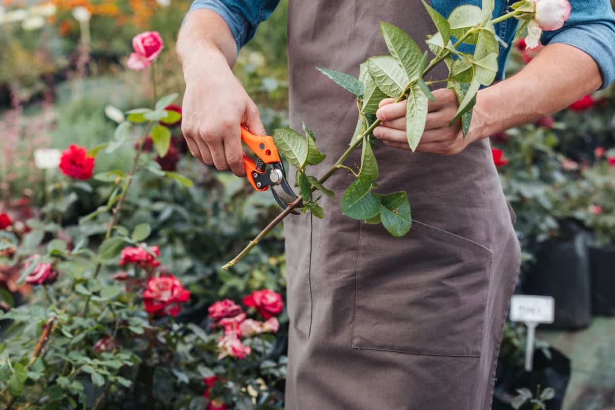A person uses pruning shears to trim a rose stem in a garden filled with blooming roses.