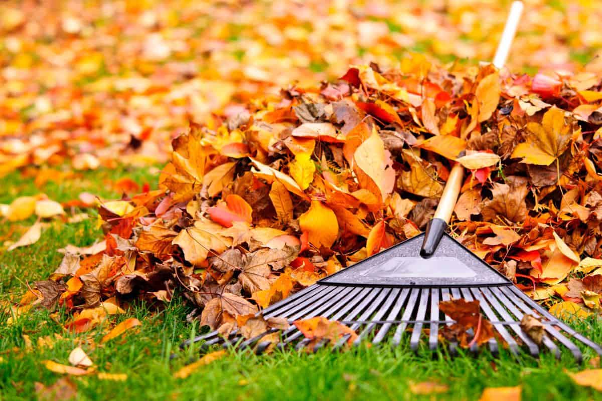 A rake gathers a pile of colorful autumn leaves on a grassy lawn.