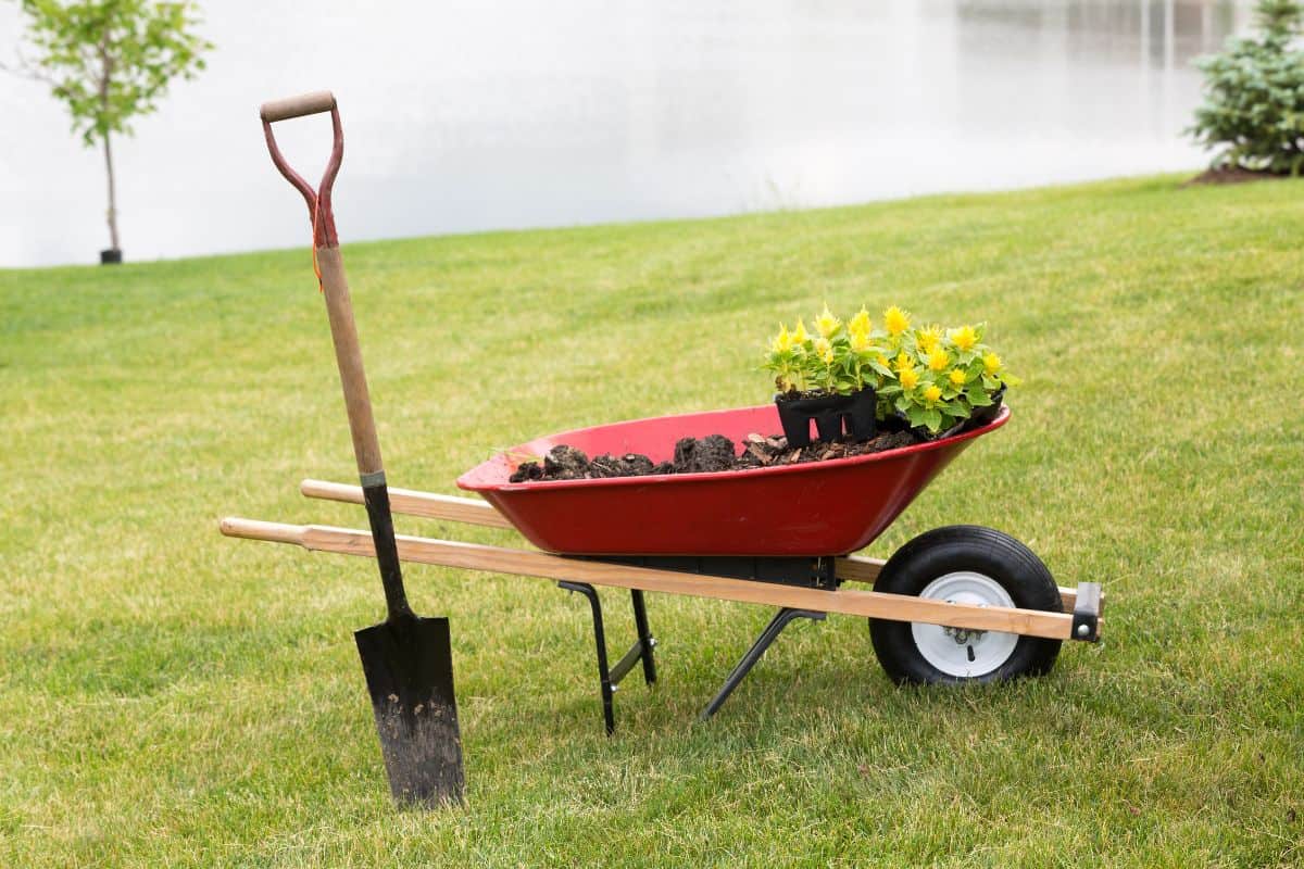 A red wheelbarrow holding soil and yellow flowers sits on a grassy lawn with a shovel leaning against.