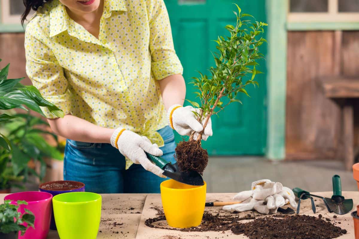 A person wearing gardening gloves repots a small plant into a yellow pot on a table.