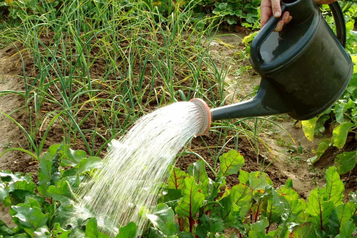 A watering can pours water onto leafy vegetables growing in a garden bed.