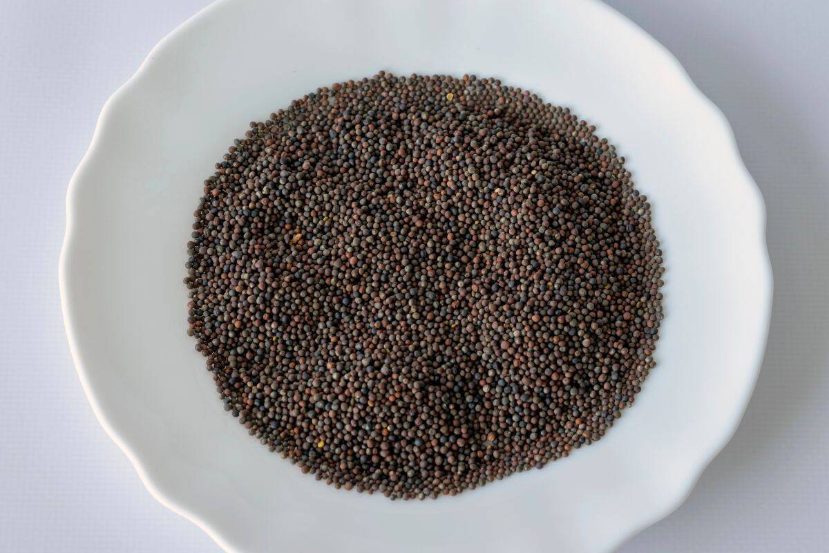 A bowl filled with small round broccoli seeds viewed from above.