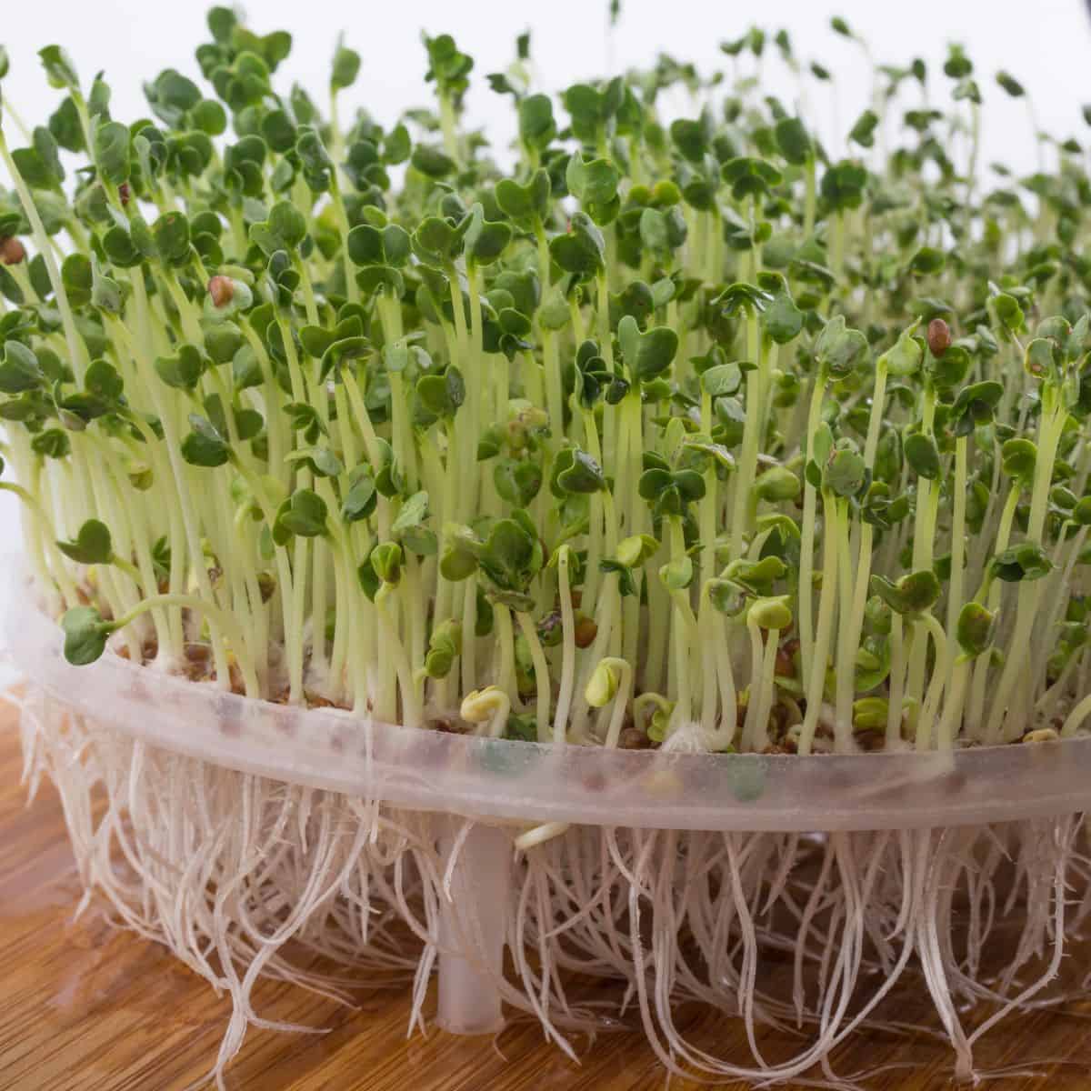 Broccoli sprouts clustered closely in a shallow plastic tray, showing pale stems, green leaves, and visible roots.