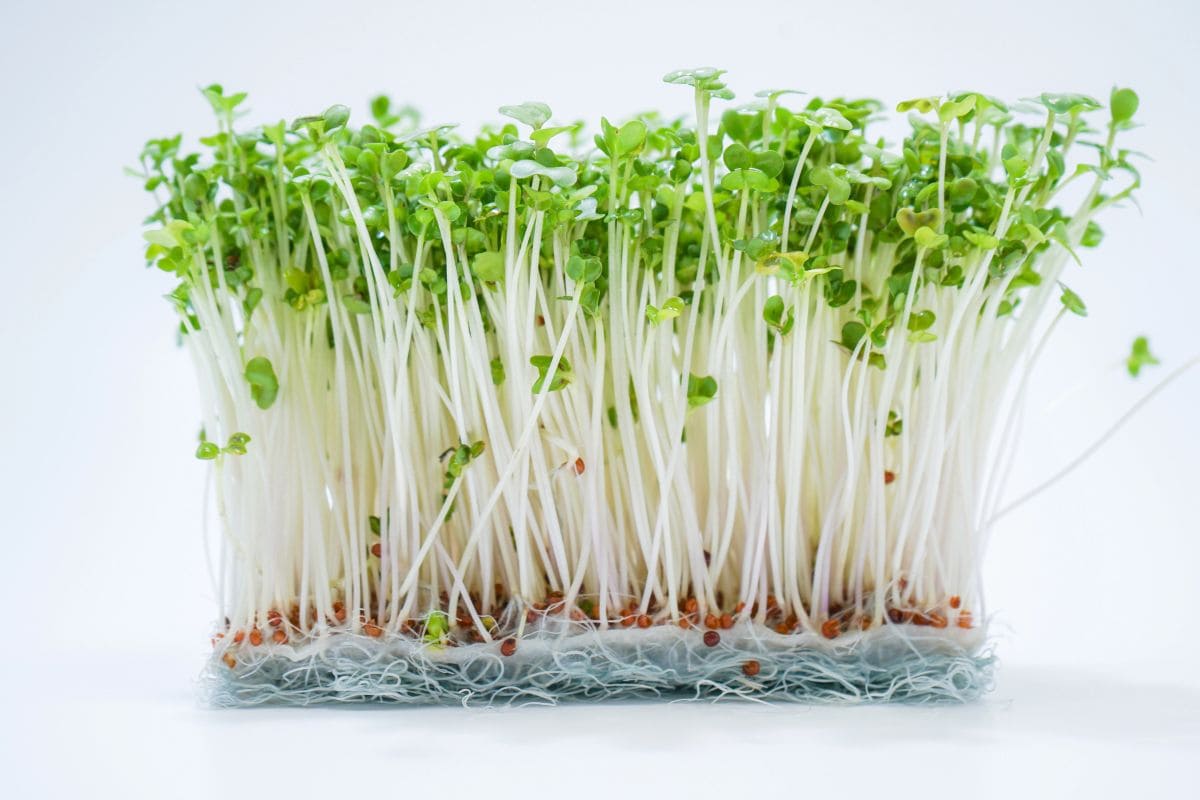 Fresh broccoli microgreens sprouting densely with thin white stems and bright green leaves.