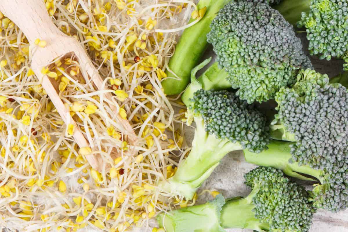 Fresh broccoli florets beside a pile of yellow bean sprouts with wooden tongs on a cloth surface.