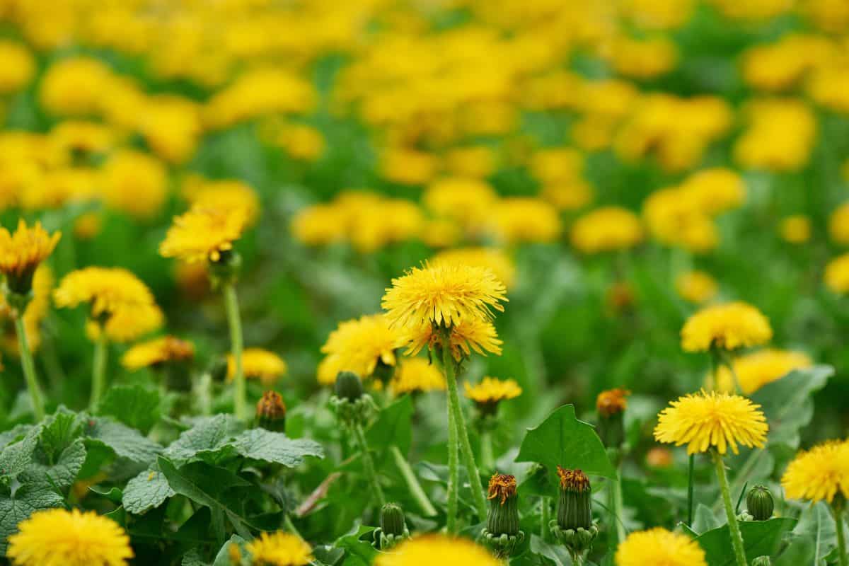 Yellow dandelion flowers bloom across a green field in soft focus.