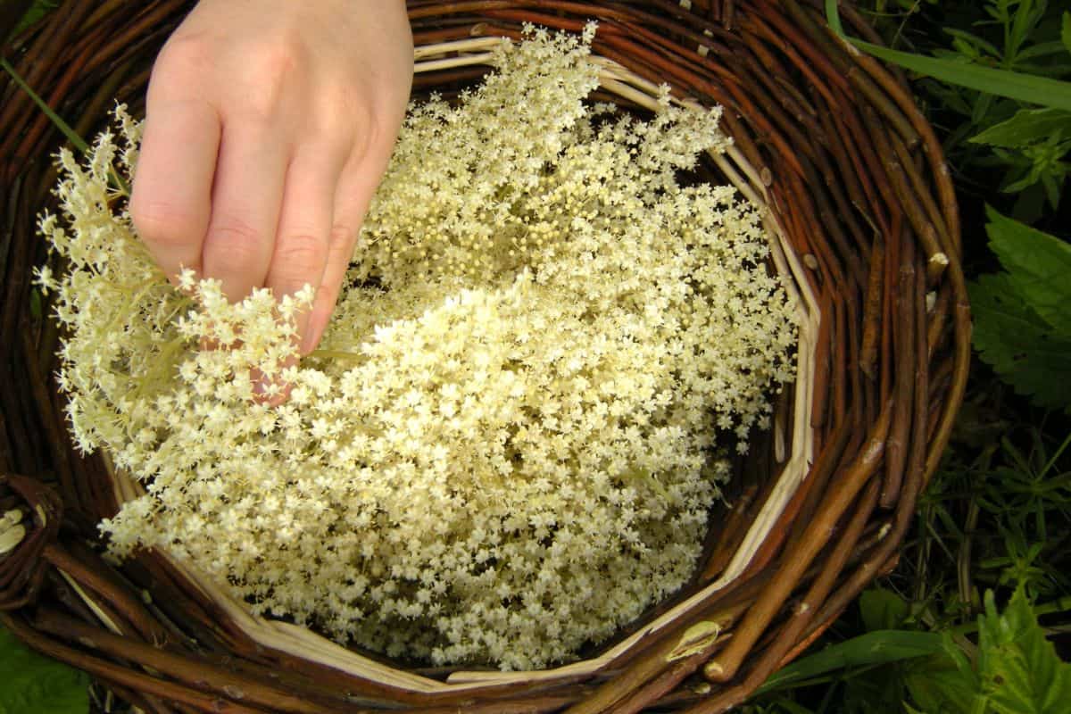 Fresh elderflower blossoms being gathered by hand into a woven basket outdoors.