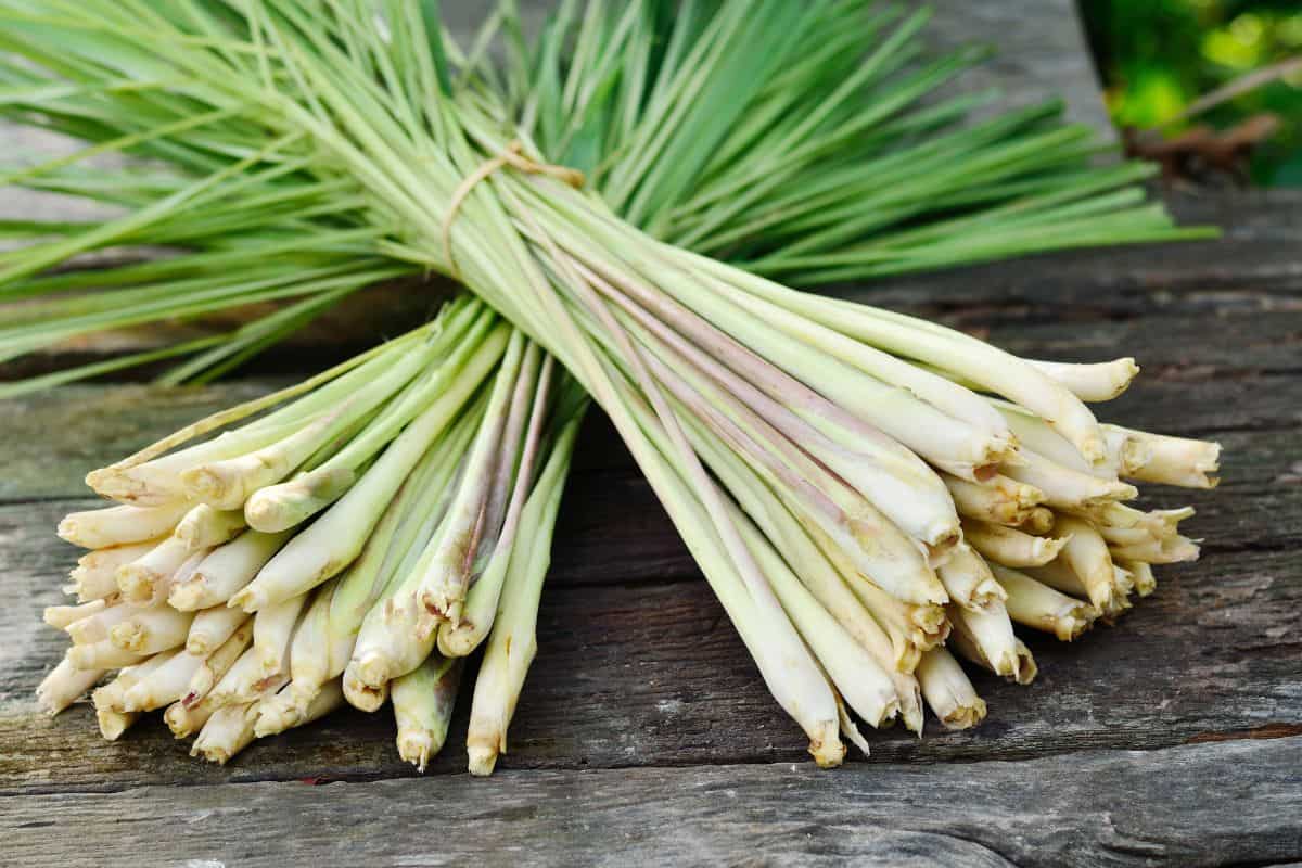 Fresh lemongrass stalks bundled together and resting on a wooden surface.