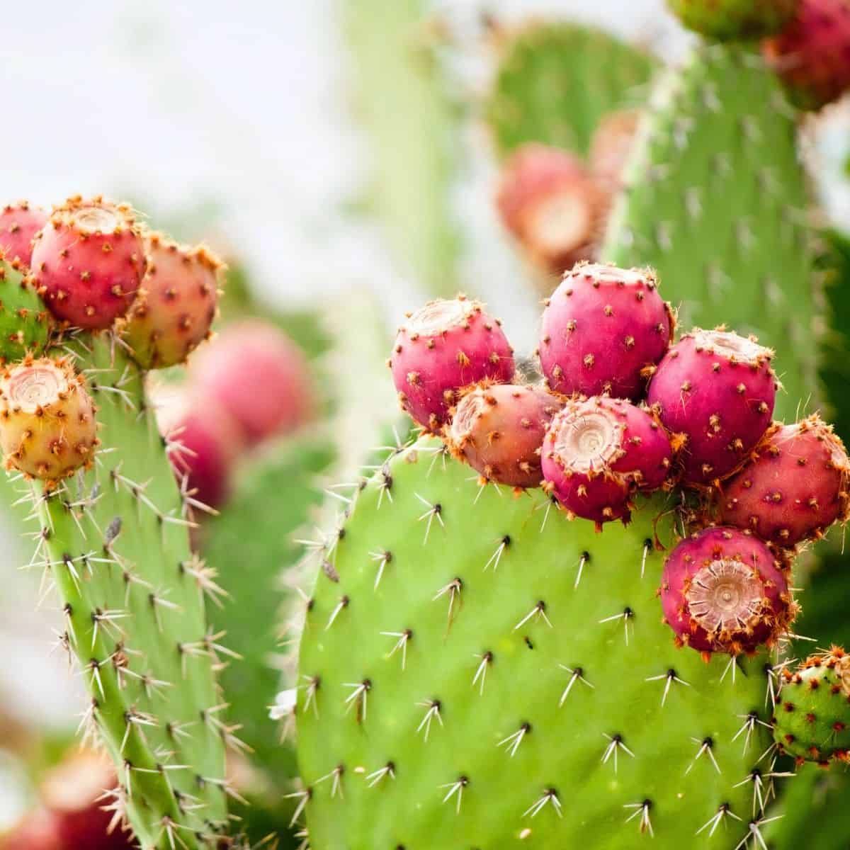 Prickly pear cactus pads growing outdoors, topped with mature red fruits.