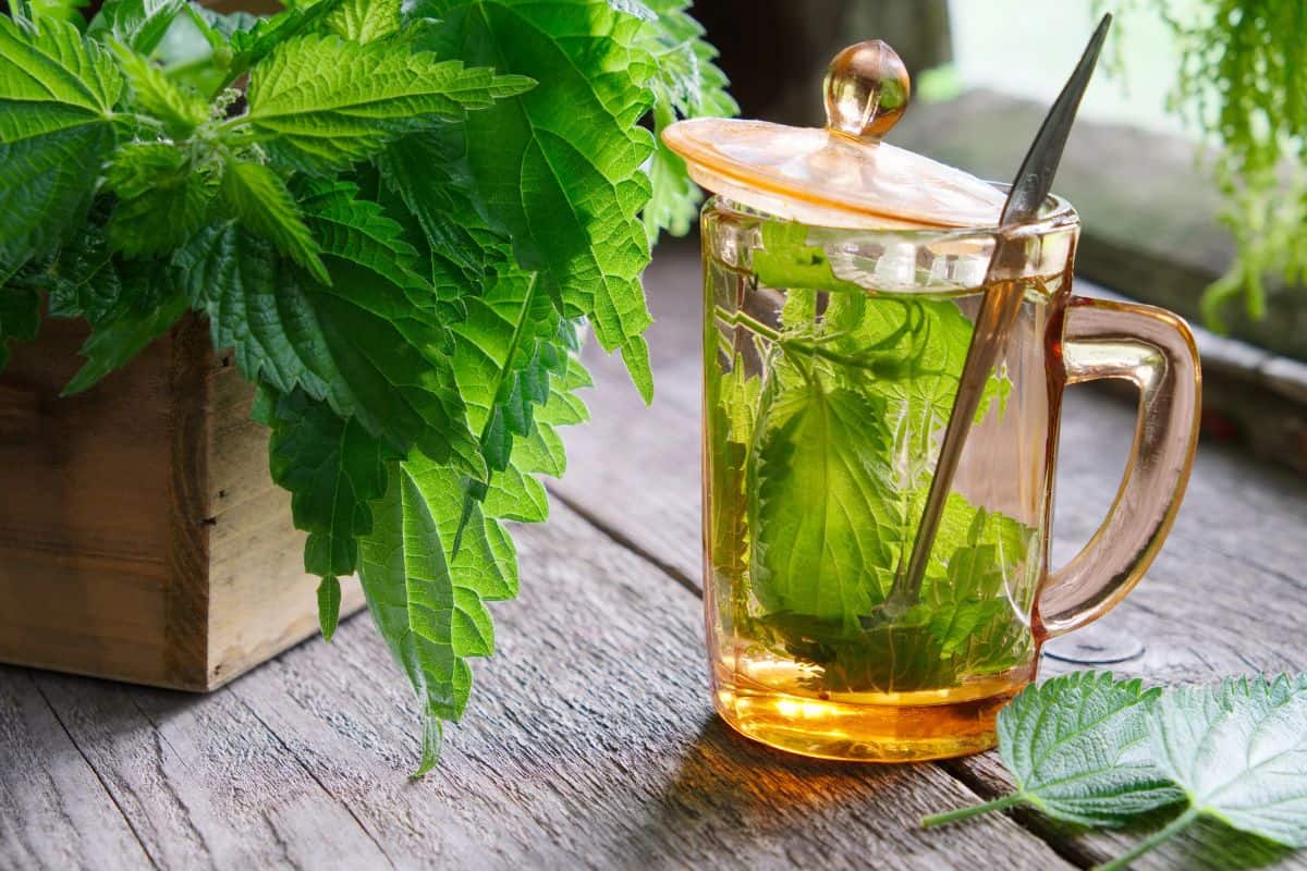 Fresh nettle leaves steeping in a glass teapot on a wooden table beside a potted plant.
