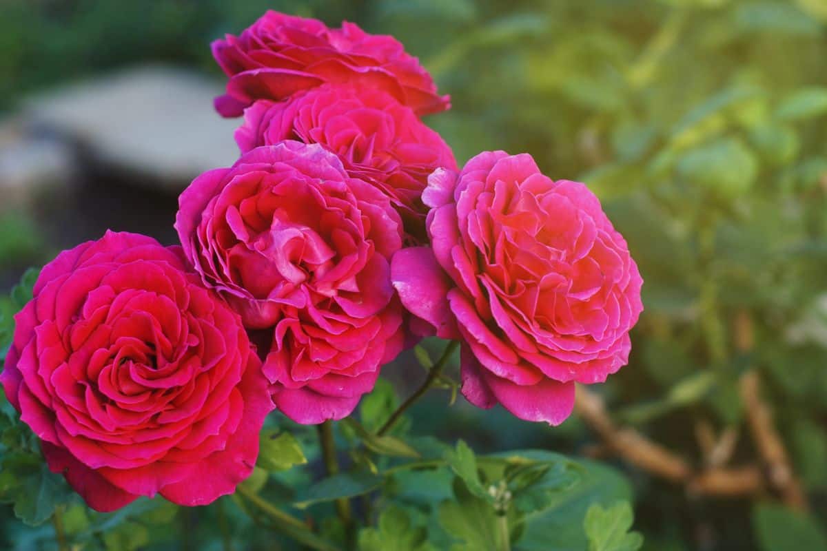 Bright pink rose blossoms cluster on a leafy stem in a garden setting.