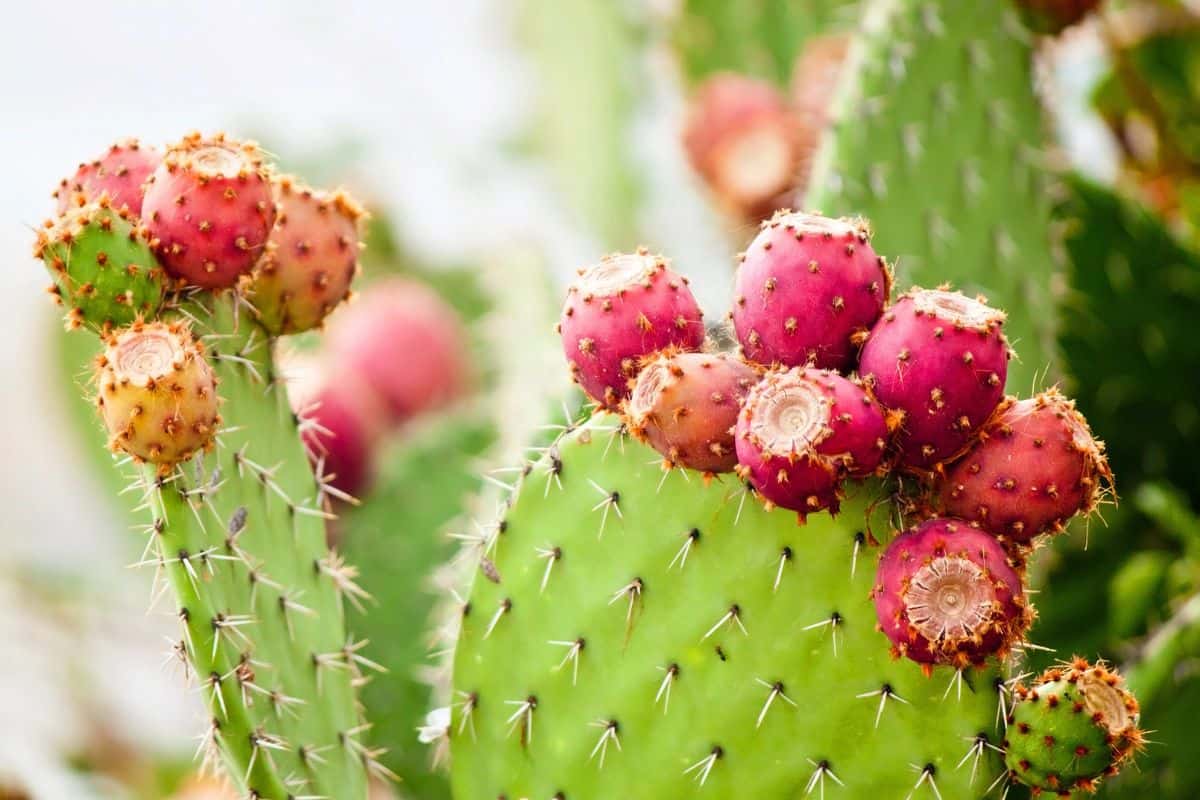 Prickly pear cactus pads bearing ripe red fruits growing outdoors.