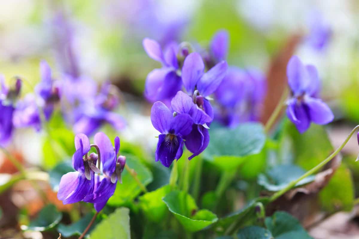 Close-up of purple violet flowers blooming among green leaves in natural light.