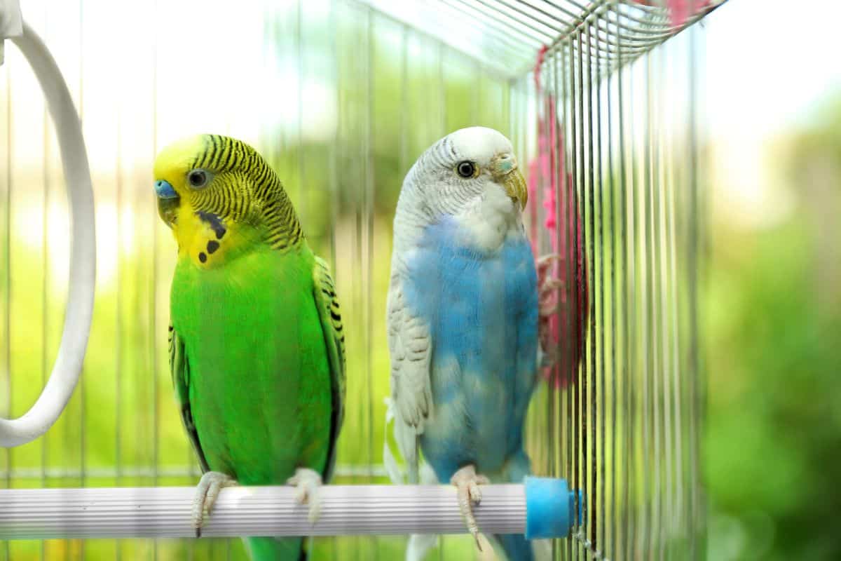 Two colorful budgerigars perched inside a wire birdcage.