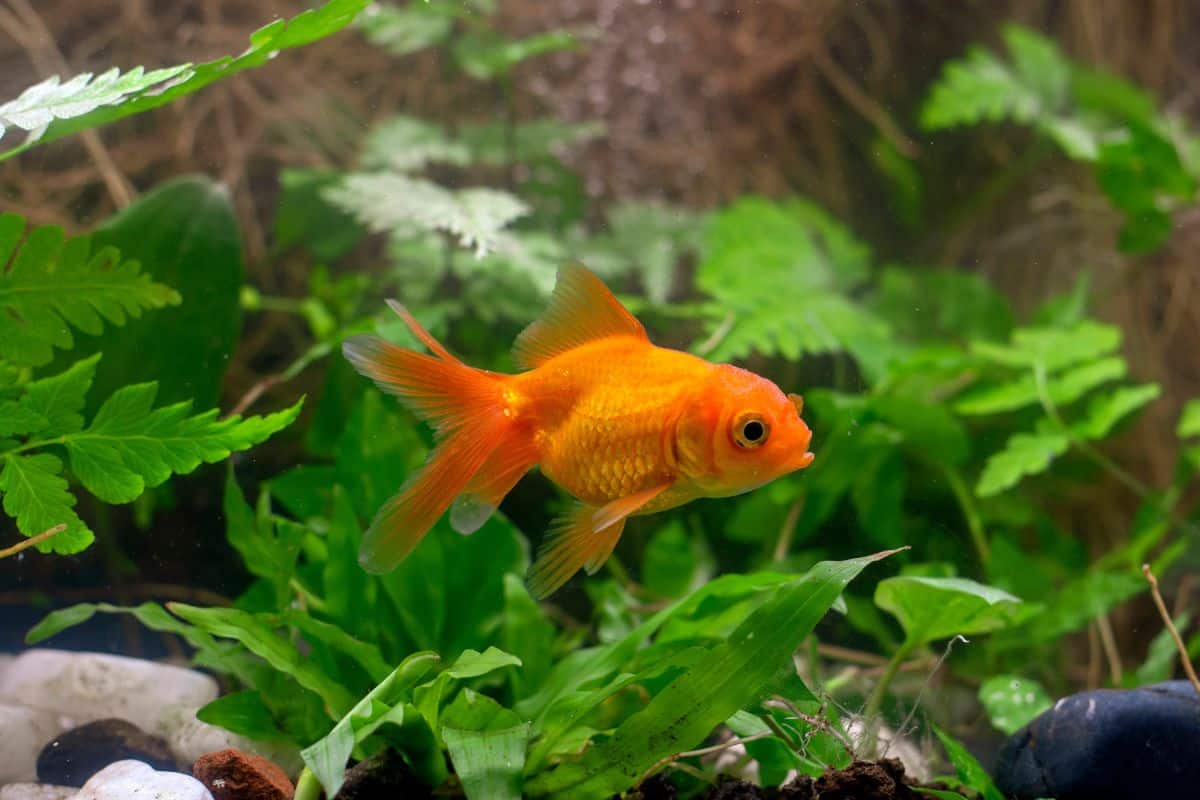 A bright orange goldfish swimming in a planted aquarium.