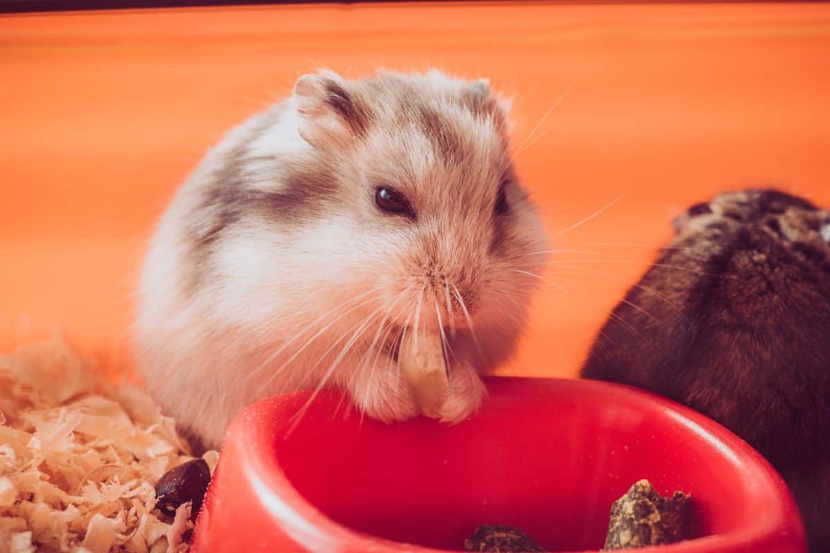 A small gray hamster eating beside a red food bowl inside its enclosure.