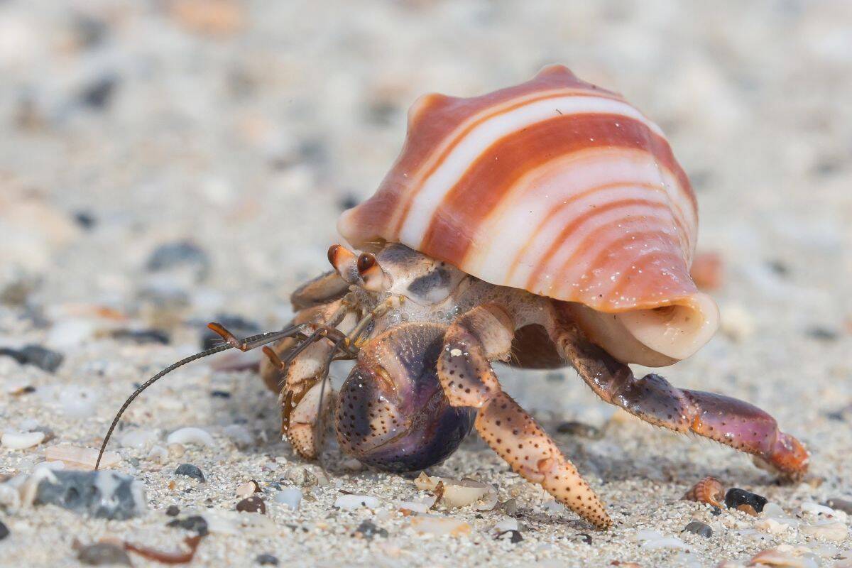A hermit crab crawling on sand with a striped shell.
