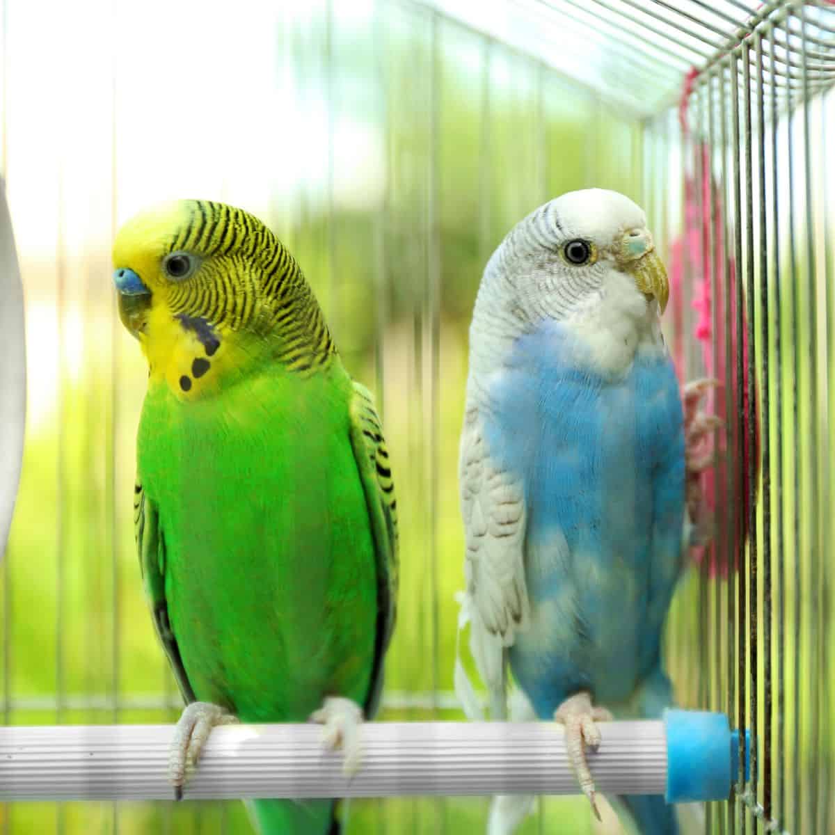 Two brightly colored budgies sitting on a perch inside a wire cage.