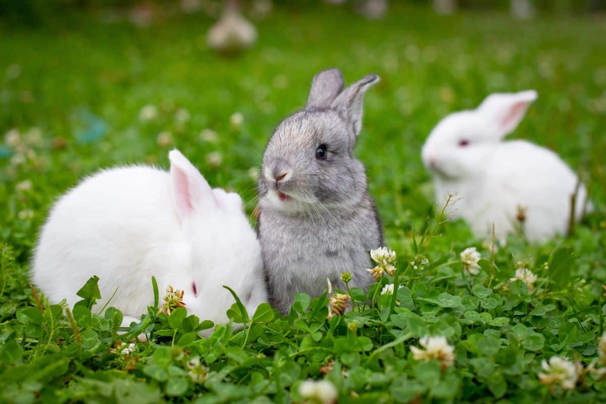 Three small rabbits sitting on green grass, including one gray and two white bunnies.