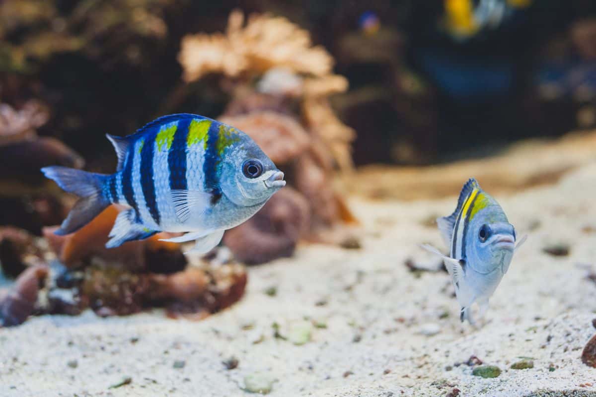 Two colorful tropical fish swimming over sandy substrate in an aquarium.