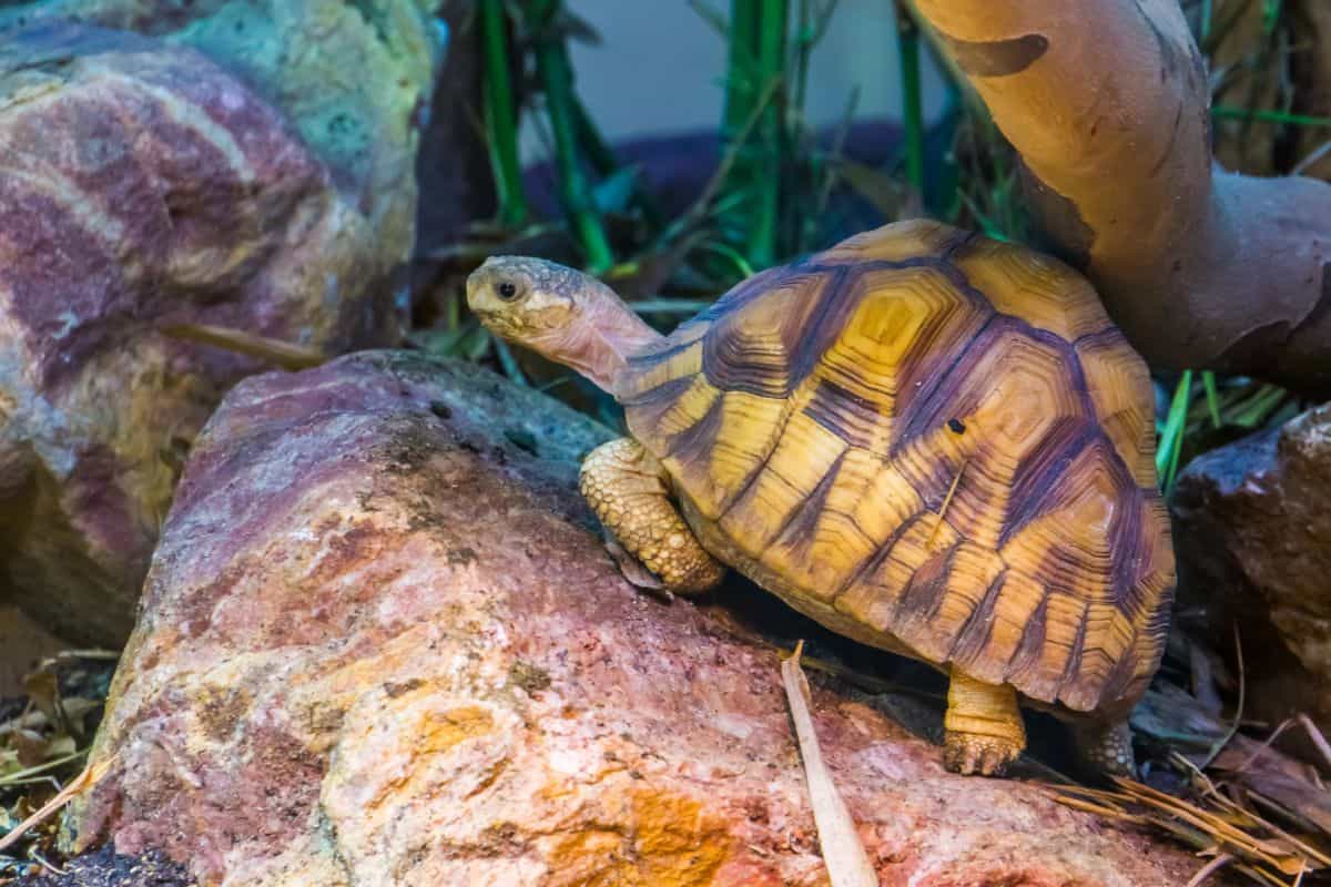 A small tortoise with a patterned shell climbing over rocks in a terrarium.