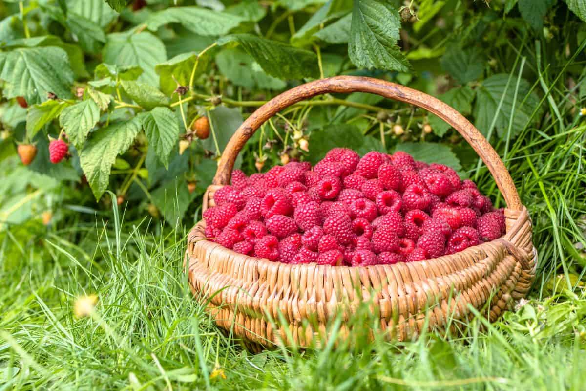 Basket filled with fresh raspberries placed in grass in front of raspberry bushes.