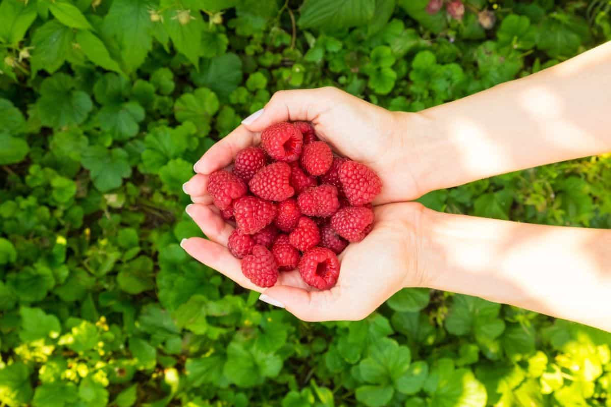 Hands holding freshly picked raspberries over green foliage.