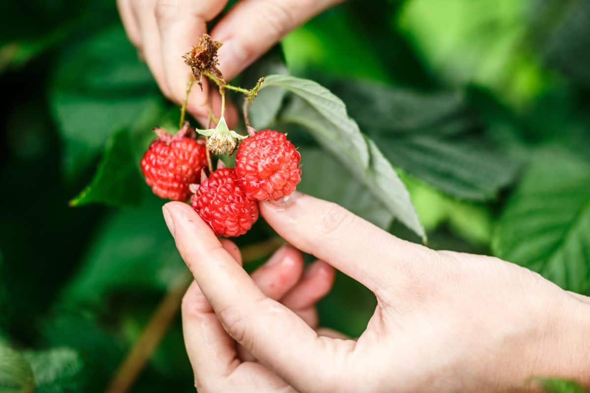 Hands picking ripe red raspberries from a leafy bush.