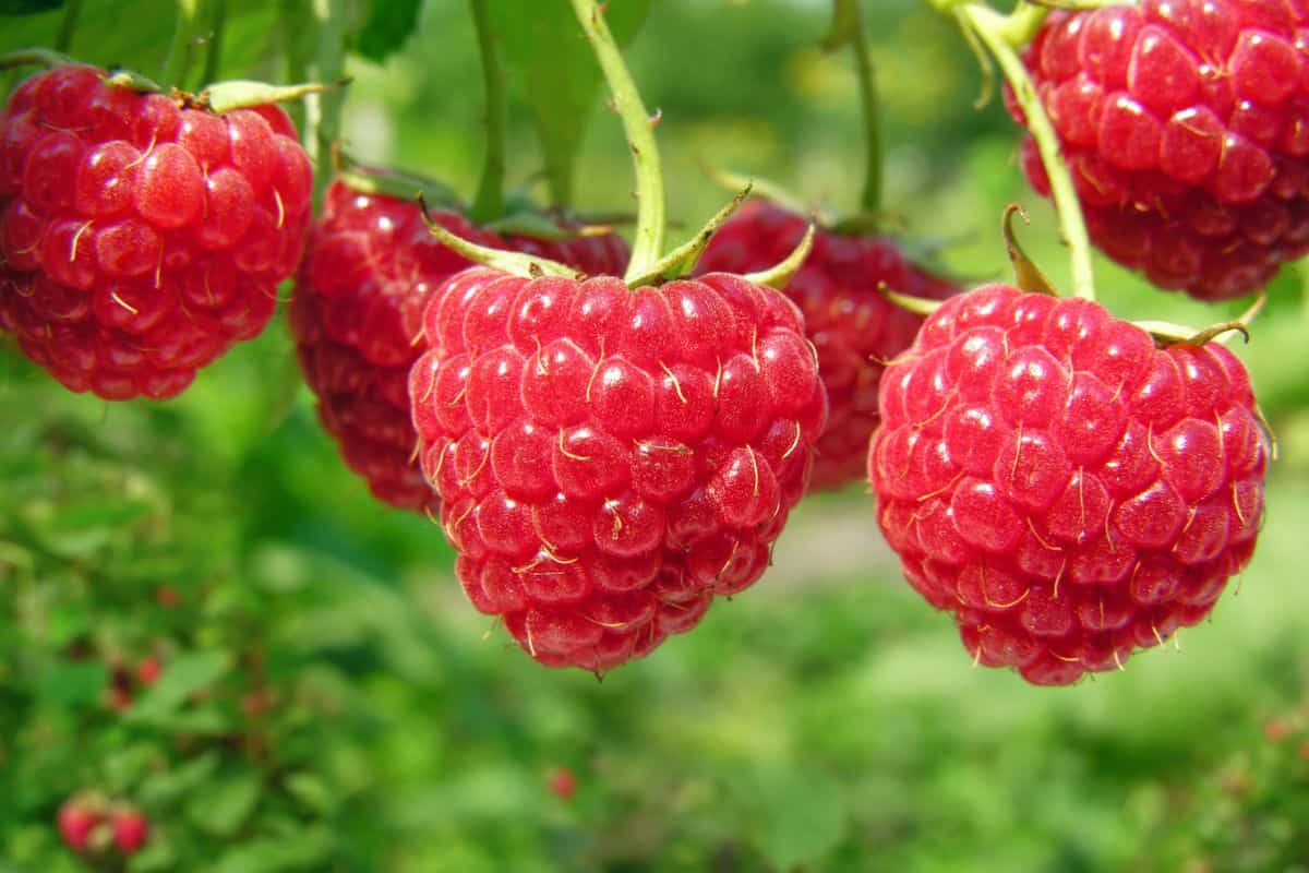 Close-up of ripe red raspberries hanging on a bush in a garden.